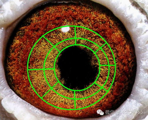鴿眼適應(yīng)圈與光學(xué)儀器